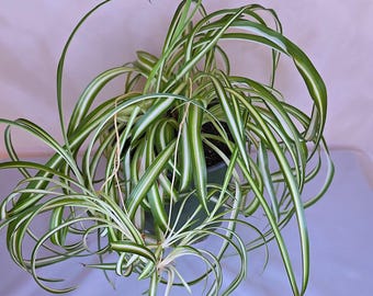 Chlorophytum Comosum "Bonnie", Live Plant, Spider Plant