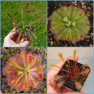 May include: A collection of four carnivorous sundew plants in small pots. The plants feature rosettes of green and red leaves covered in sticky, glandular tentacles that glisten with moisture, arranged in circular patterns or radiating stems.