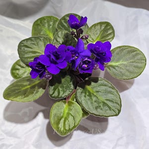 May include: A potted African violet plant featuring vibrant, deep purple, multi-petaled flowers with yellow centers. The plant has thick, rounded, fuzzy green leaves arranged in a circular rosette pattern. The text Floriculture-US is visible.