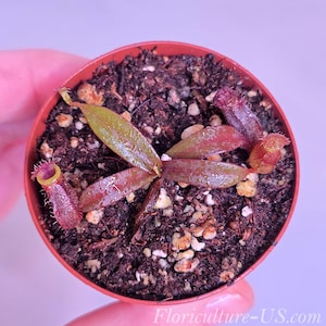 Nepenthes x Rebecca Soper in 2" pot, Pitcher Plant, Live Plant, Carnivorous Plant