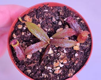 Nepenthes x Rebecca Soper in 2" pot, Pitcher Plant, Live Plant