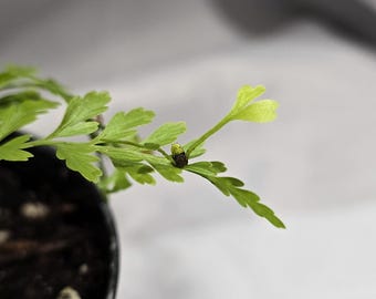 Asplenium Bulbiferum, 3.5", Mother Fern, Hen and Chickens Fern