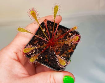 Drosera Nidiformis, Sundew, Live Plant, Carnivorous Plant