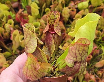 Sarracenia Purpurea Venosa, Pitcher Plant