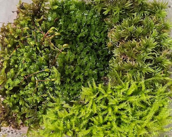 Live Moss Variety Pack