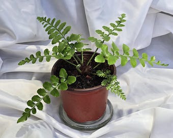 Asplenium Dimorphum x Difforme, 4", Austral Gem Fern