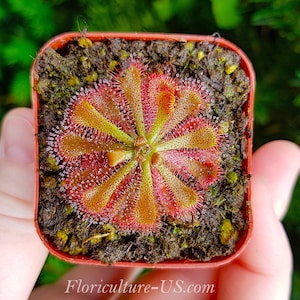 May include: A Drosera rotundifolia sundew plant in a square orange plastic pot, featuring a circular rosette of red and yellow leaves covered in sticky, glistening glandular hairs. The soil is dark brown, and the text Floriculture-US.com is visible.