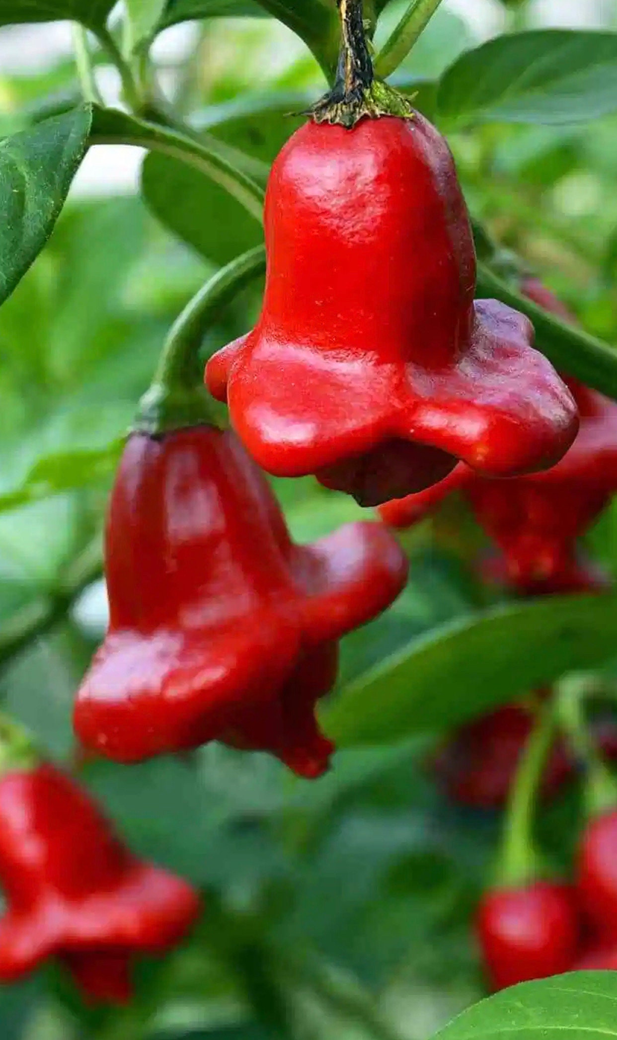 Горький перец колокольчик. Перец колокольчиком как называется. Горький перец колокольчик. Перец колокольчиком как называется. Перец острый f1 пикантный колокольчик.