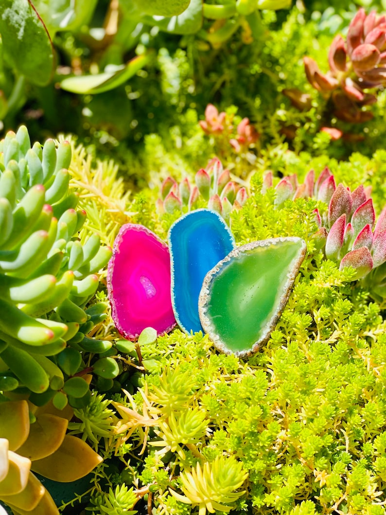 Peut inclure: Trois tranches d'agate polies aux couleurs rose, bleu et vert, avec un bord naturel. Elles sont pr&eacute;sent&eacute;es parmi des plantes succulentes et des plantes vertes luxuriantes. Ces tranches d'agate d&eacute;coratives offrent une esth&eacute;tique naturelle. Objet d&eacute;coratif unique.