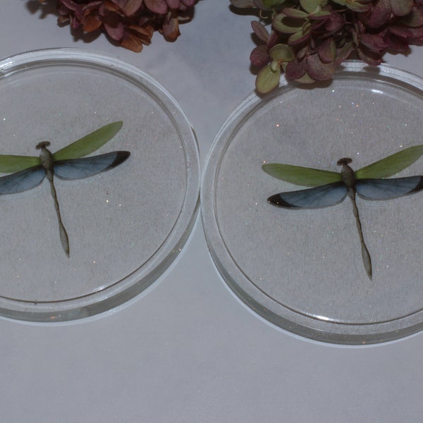 Dragonfly coasters