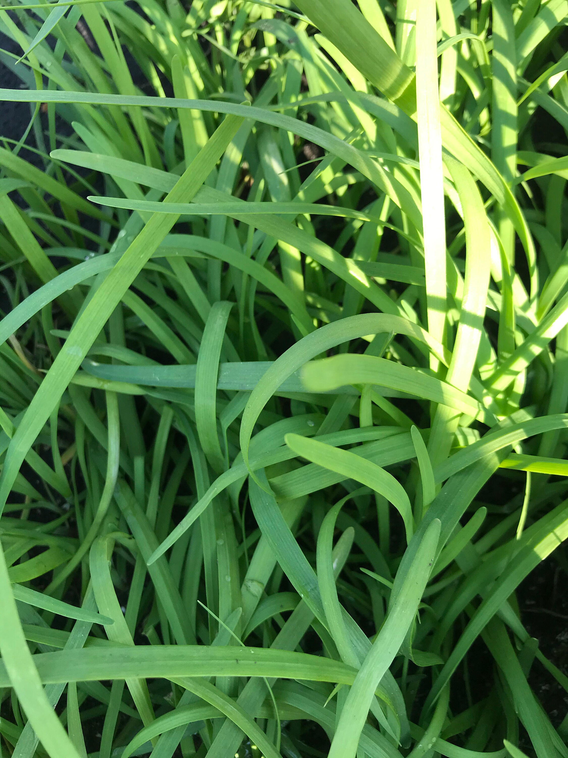 Herb plant organic garlic chive bare roots live bare root Etsy