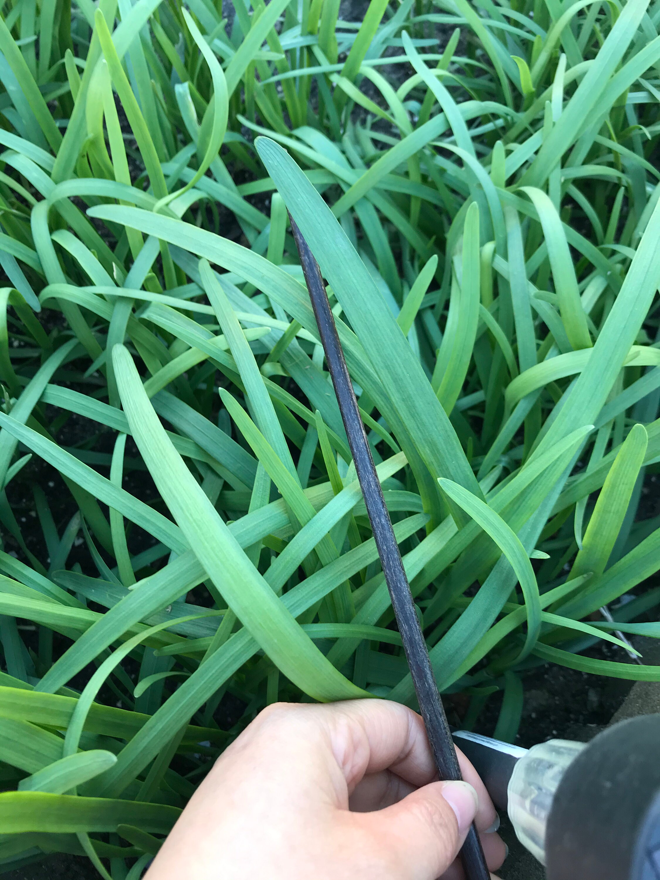 Herb plant organic garlic chive bare roots live bare root Etsy