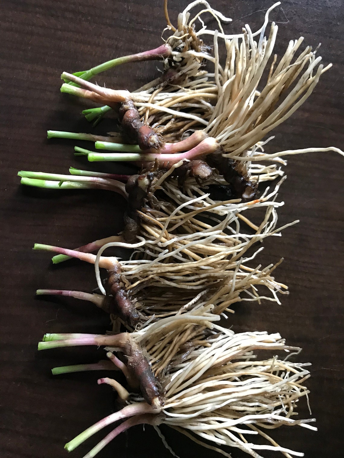 Herb plant organic garlic chive bare roots live bare root Etsy