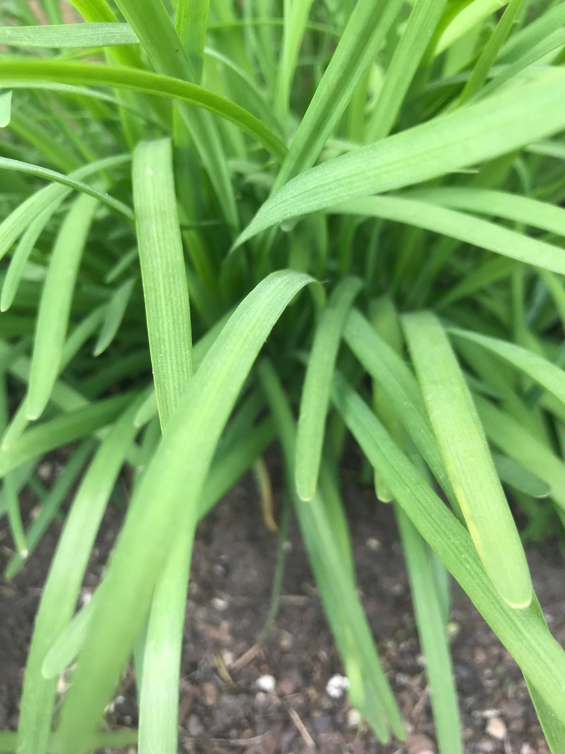Herb plant organic garlic chive bare roots live bare root Etsy