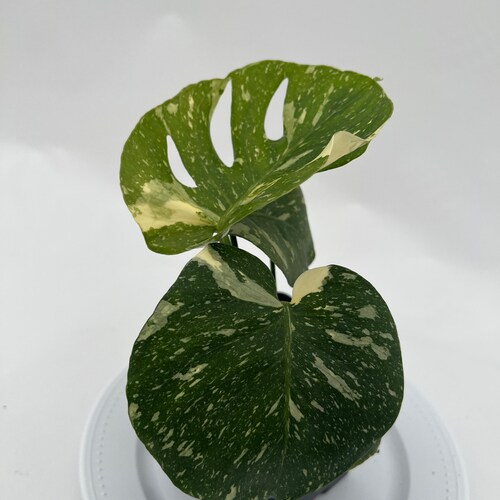 Shops Thai Constellation Monstera Express-10-1010