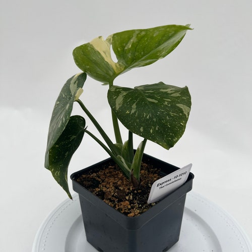 Shops Thai Constellation Monstera Express-10-1010