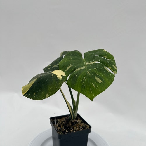 Thai Constellation Monstera shops Express-8007