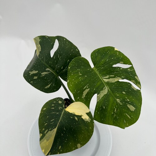 Thai Constellation Monstera shops Express-8007