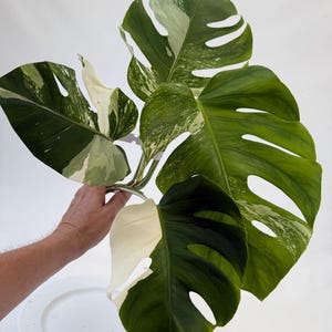 Monstera Borsigiana Albo Top Cutting EXP-ALBO-08901