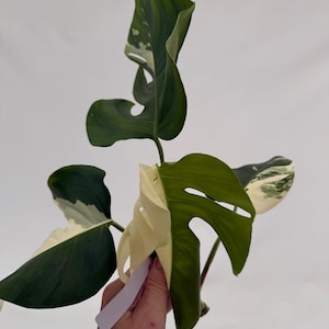 Monstera Borsigiana Albo Top Cutting EXP-ALBO-08102