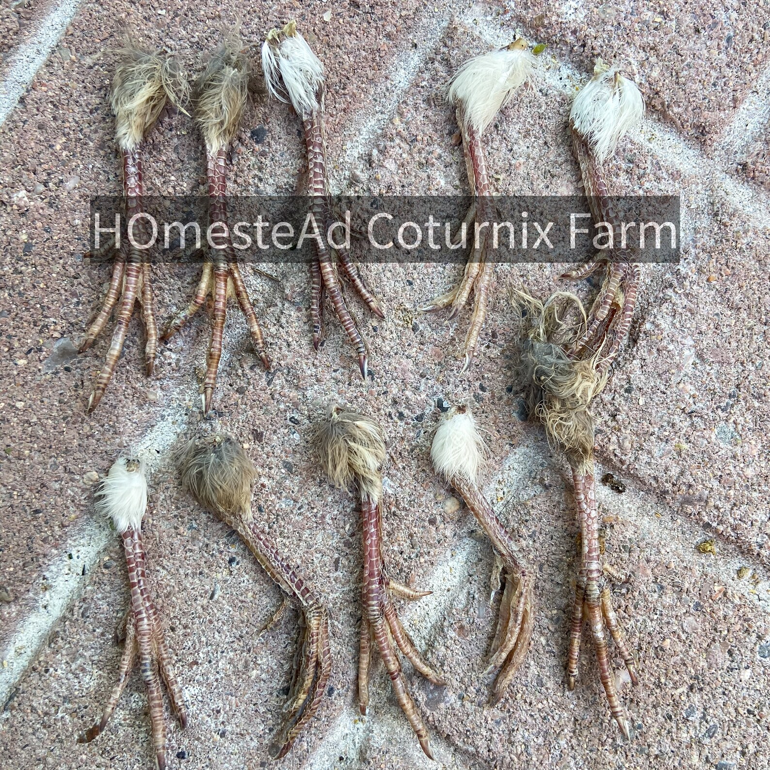 Preserved Quail Foot oddity curiosities taxidermy Coturnix Etsy