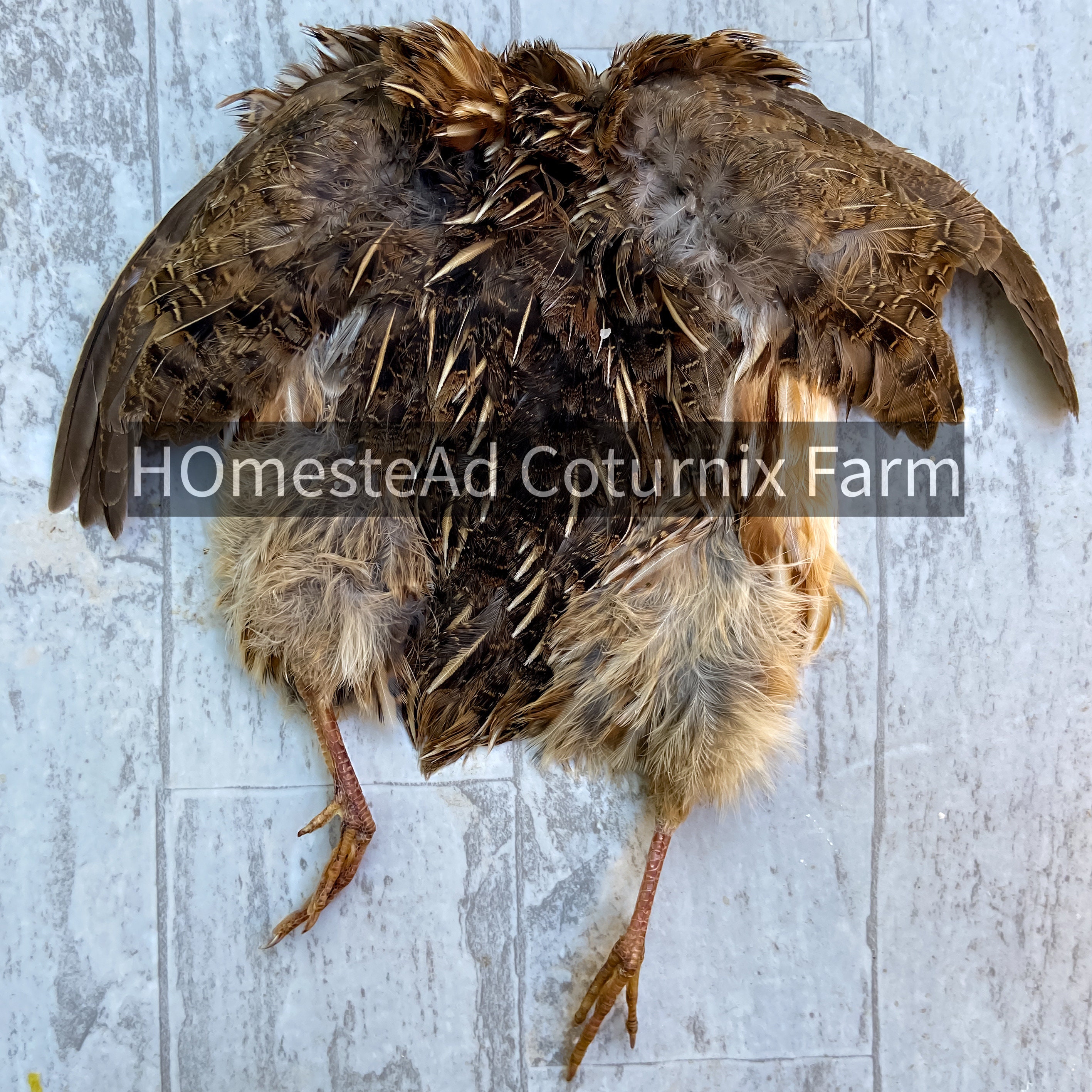 Quail Feathers for sale Only 4 left at 75