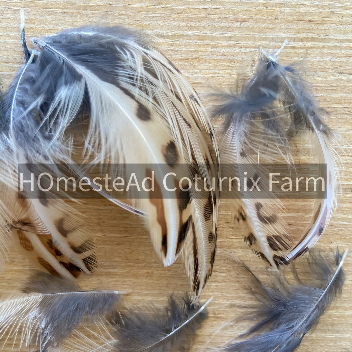 20 Quail feathers for crafts and fly tying natural and Etsy
