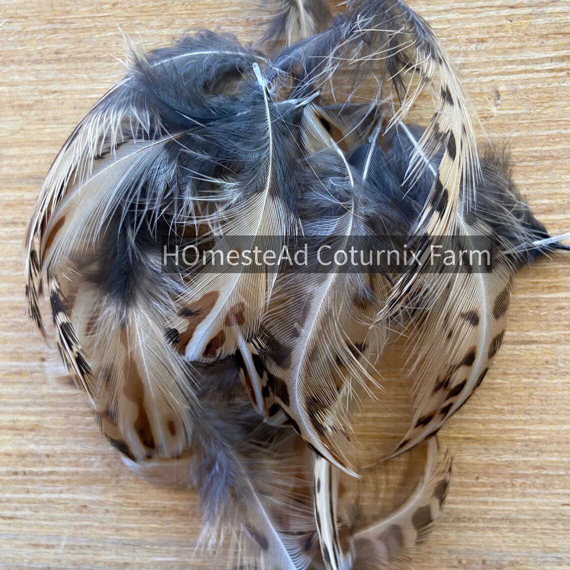 20 Quail feathers for crafts and fly tying natural and Etsy