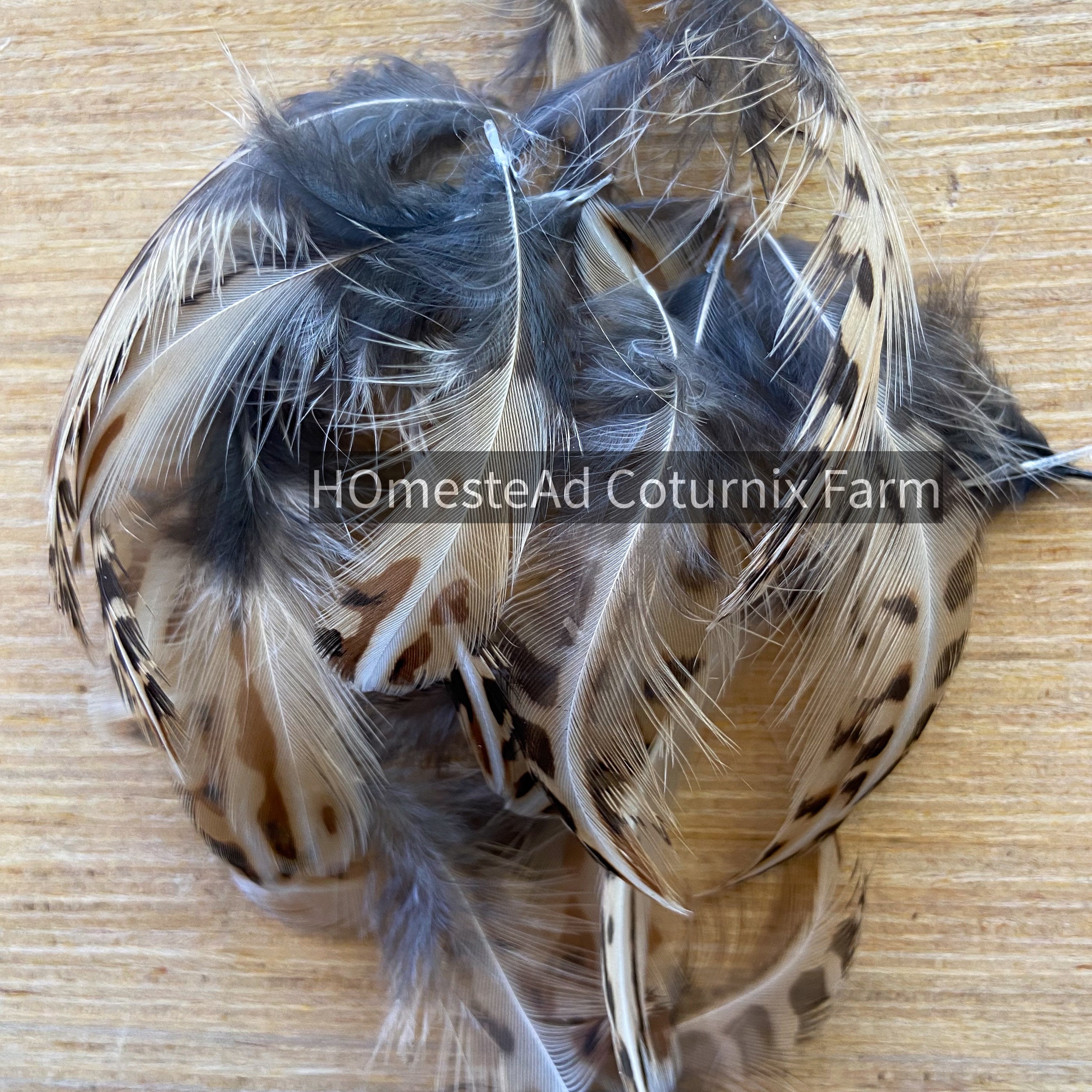 20 Quail feathers for crafts and fly tying natural and Etsy