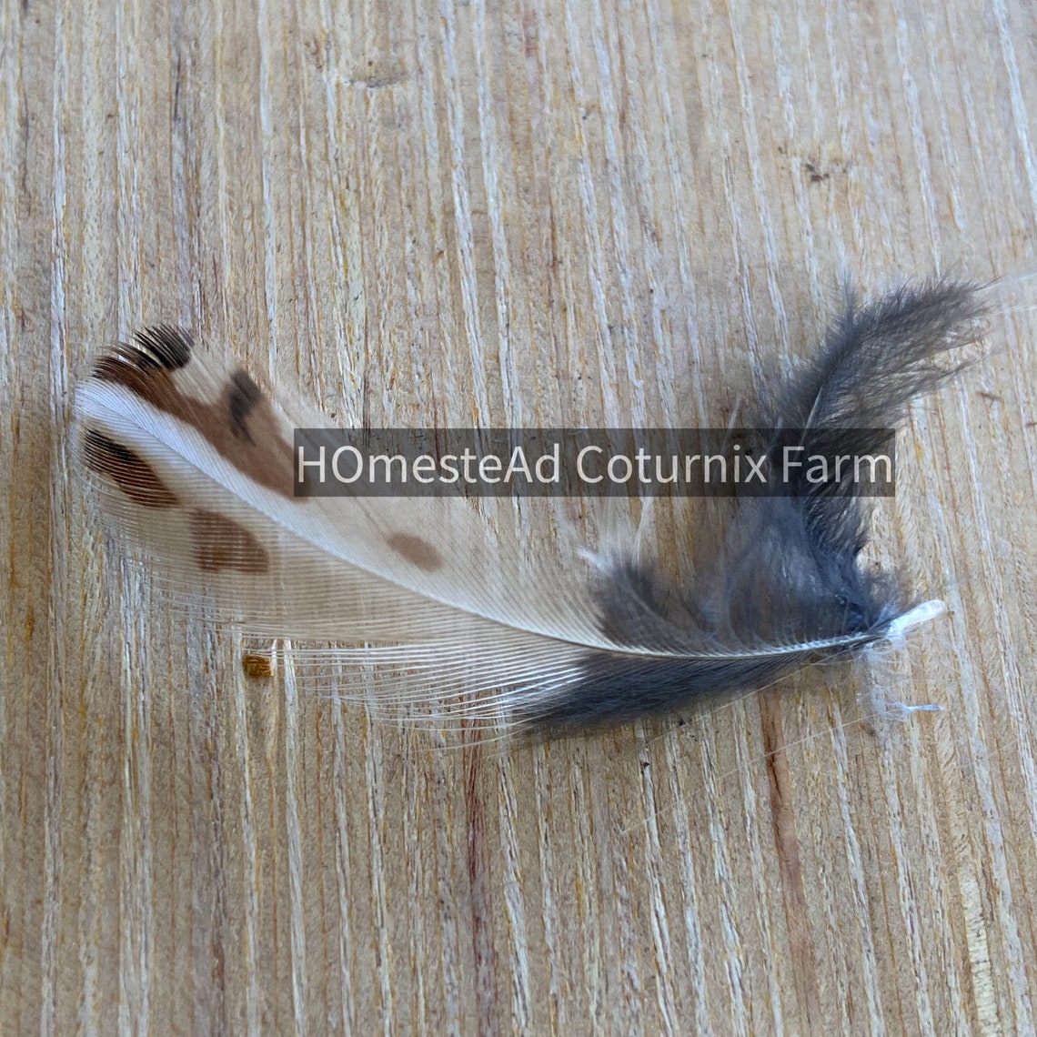 20 Quail feathers for crafts and fly tying natural and Etsy
