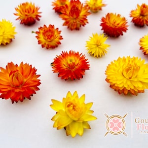 Fleurs comestibles - Fleurs orange/jaunes ou fleurs roses/blanches, Fleurs de paille séchées pour décoration de gâteaux, cocktails, gâteau de mariage, fleurs séchées