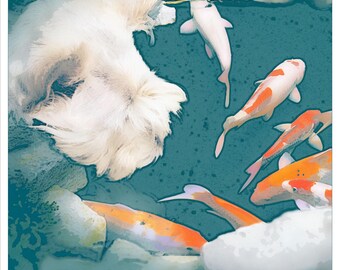 May include: A fluffy white dog looking down into a pond filled with several koi fish. The fish display vibrant orange, white, and metallic patterns as they swim through the deep teal water, surrounded by light-colored rocks and stone edges.