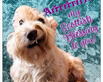 May include: A light-colored, shaggy-haired dog with a visible tooth, set against a teal, circular-patterned background. The text "Arrrrrrrr! my Scottish Blessing to you!" is written in purple script on the right side of the image.