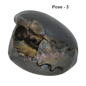 Shri Narayan Vishnu Shaligram Stone