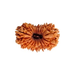 May include: A brown, spiky, double-sided Rudraksha bead. The bead has a deep groove in the center.