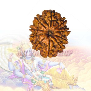 May include: A brown, five-faced Rudraksha bead with a star-shaped center. The bead is a natural seed with a rough, textured surface.