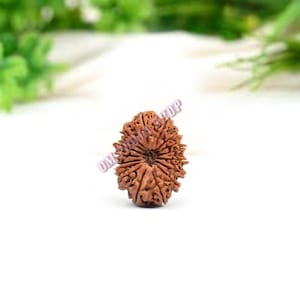 May include: A brown, oval-shaped Rudraksha seed with a detailed, intricate pattern. The seed has a central circle and radiating lines.