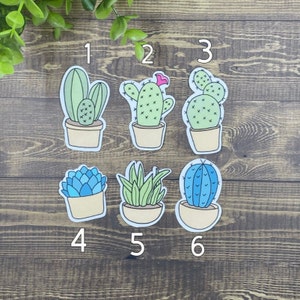 paquet de plantes de cactus
