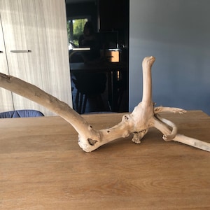 Madera a la deriva / raíz