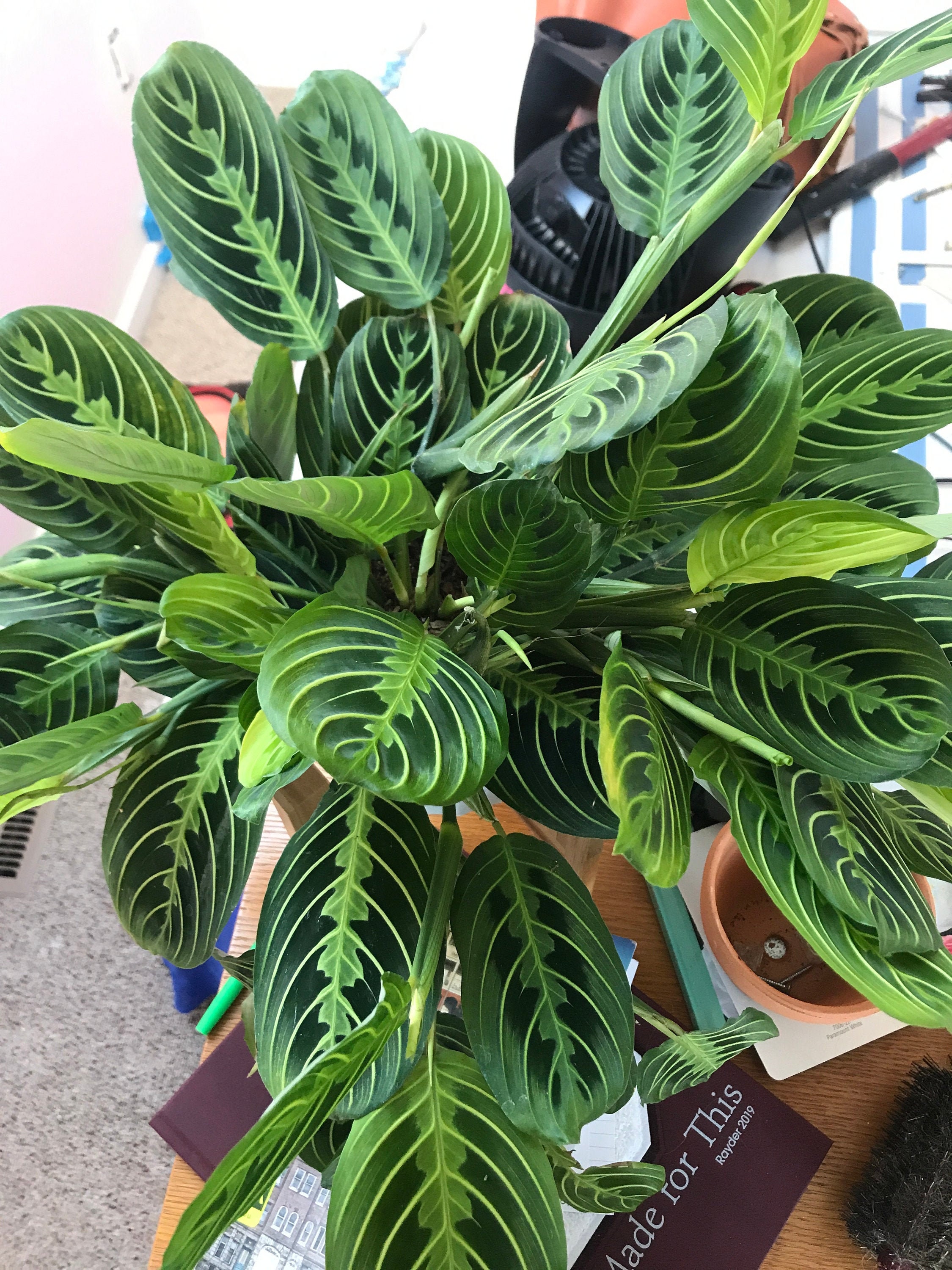 Lemon Lime Maranta Prayer Plant Rooted Cutting Etsy