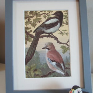 Vintage Mounted Print from Vintage Ladybird Book MAGPIE & JAY From Garden Birds Retro Print, Bird Print