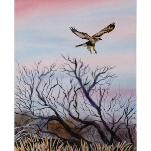 Aquila in volo al tramonto in acquerello 9x12