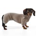 see more listings in the Dachshund section