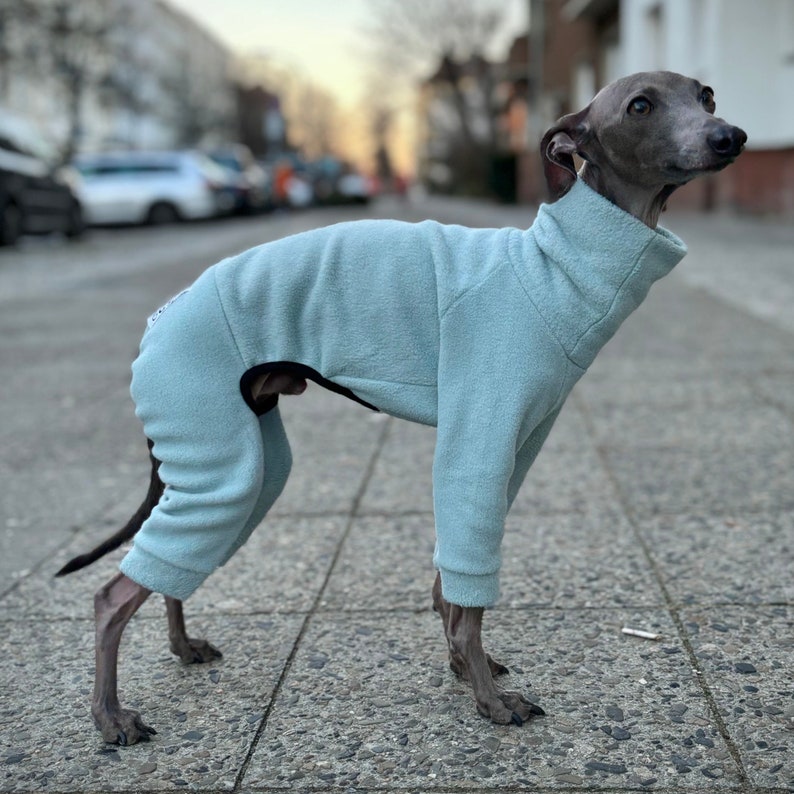 Italian Greyhound Overall