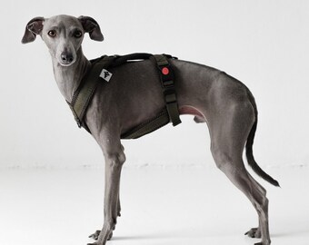 Italian Greyhound Harness Olive