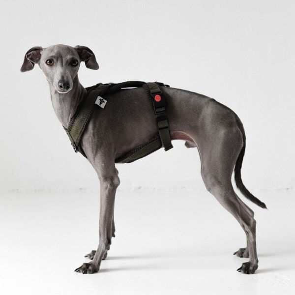 Italian Greyhound Harness Olive