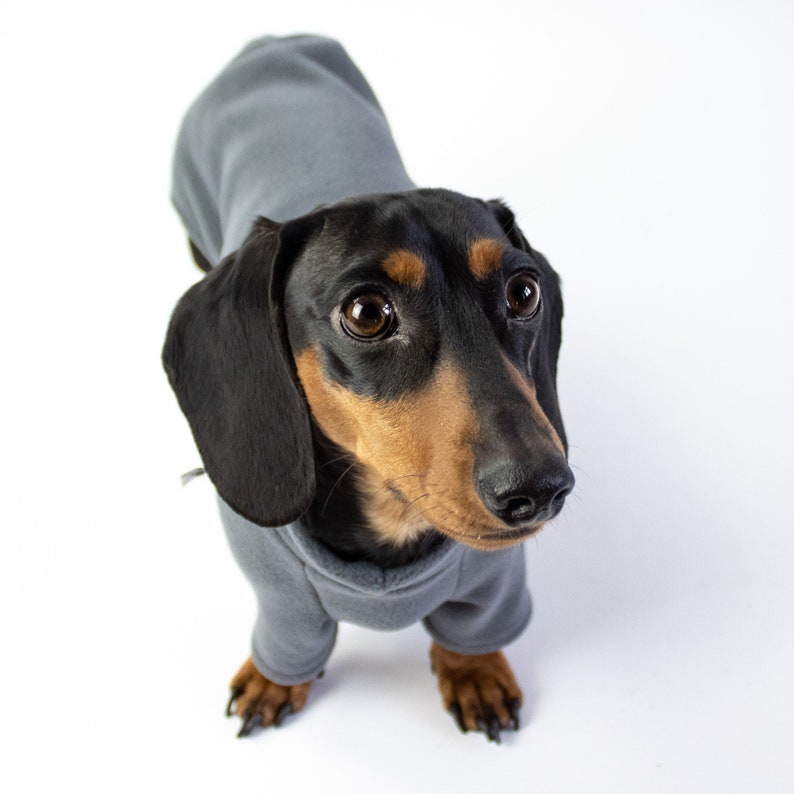 Dachshund Clothing