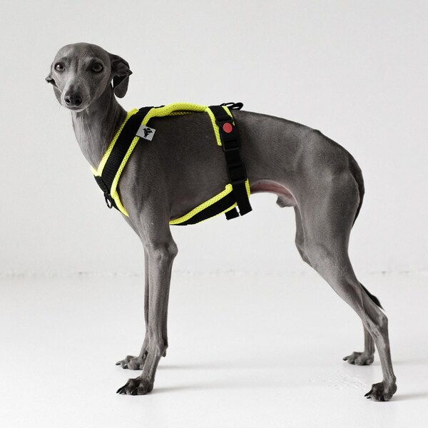 Italian Greyhound Harness Neon Yellow