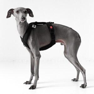 Car harness for greyhound Clearance