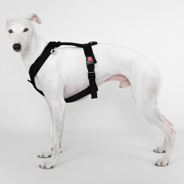 Whippet Harness Black